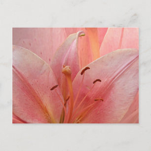 Einladung der Pink Tiger Lily Postkarte