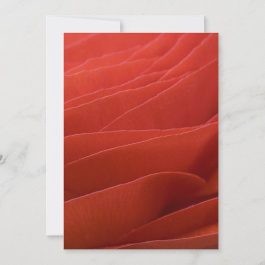 Einladung der Red Ranunculus Graduation Party (Rückseite)