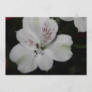Einladung der weißen Alstroemeria