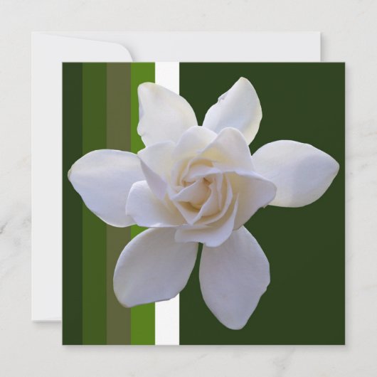 Einladung - Gardenia auf Streifen (Vorderseite)