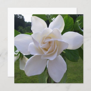 Einladung - Naturally Gorgeous Gardenia