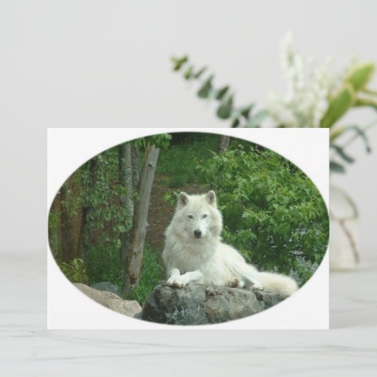 Einladung von Arktis Wolf (Stehend Vorderseite)