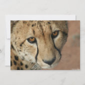 Einladung von Cheetah Cat (Vorderseite)