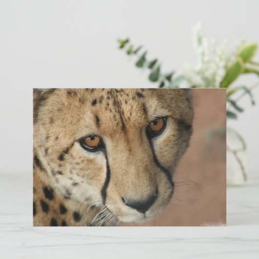 Einladung von Cheetah Cat (Stehend Vorderseite)