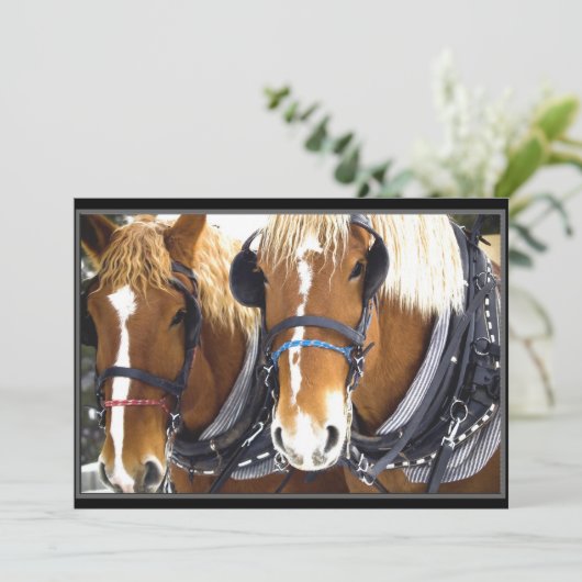 Einladung von Clydesdale (Stehend Vorderseite)