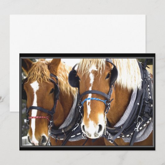 Einladung von Clydesdale (Vorne/Hinten)