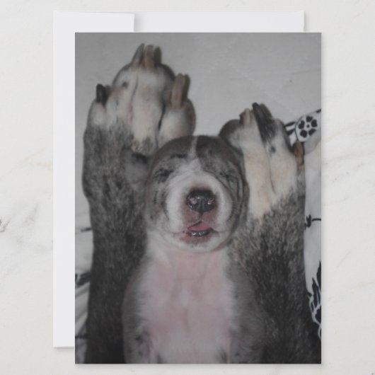 Einladung von Great Dane zum Geburtstag (Rückseite)