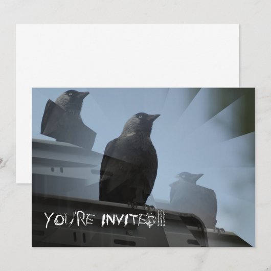 Einladung von Jackdaw Bird (Vorne/Hinten)