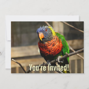 Einladung von Lorikeet Parakeet