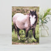 EINLADUNG VON PFERDEN (Stehend Vorderseite)