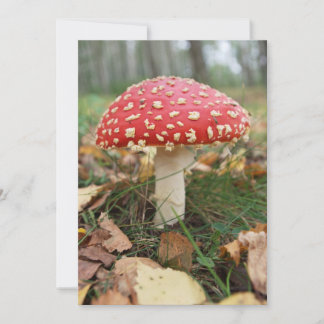 Einladung von Red Fly Agarique