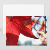 Einladung von Rotem Ahornblättern (Vorne/Hinten)