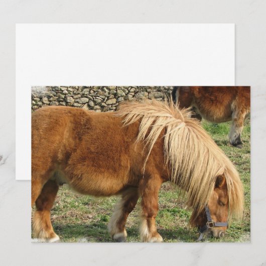 Einladung zu Kastanienpferden (Vorne/Hinten)