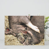 Einladung zu niedlichen KLEINEN SCHWEINEN (Stehend Vorderseite)