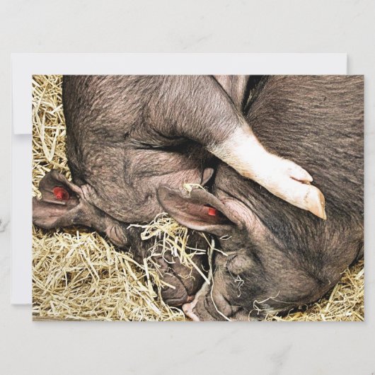 Einladung zu niedlichen KLEINEN SCHWEINEN (Vorderseite)