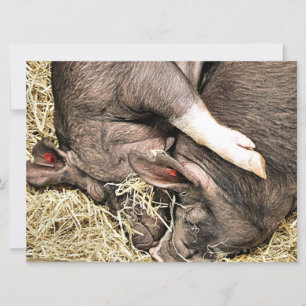 Einladung zu niedlichen KLEINEN SCHWEINEN