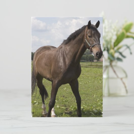 Einladung zu Pferden (Stehend Vorderseite)