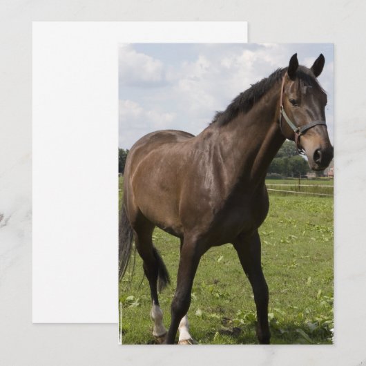 Einladung zu Pferden (Vorne/Hinten)