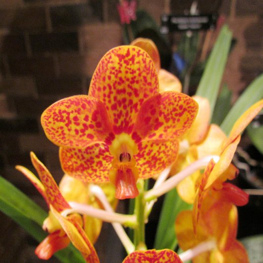 Einladung zur Hochzeit von Vintagen Goldtexturen