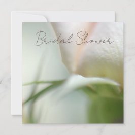 Einladung zur sanften Rose