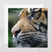 Einladungen für Tiger-Bilder (Vorne/Hinten)