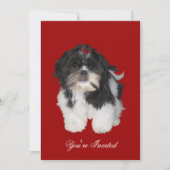 Einladungen Shitzu Shih Tzu Welpen Hunde (Vorderseite)