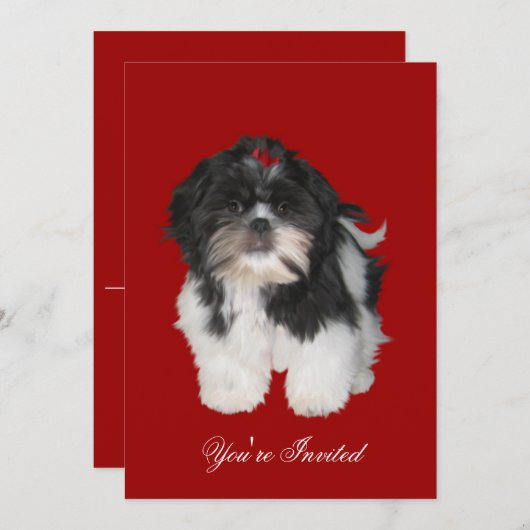 Einladungen Shitzu Shih Tzu Welpen Hunde (Vorne/Hinten)