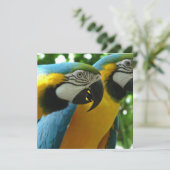 Einladungen zu Blue and Gold Macaws (Stehend Vorderseite)