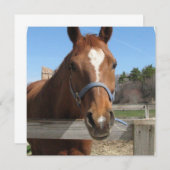 Einladungen zu Pferden im Sweet Quarter (Vorne/Hinten)