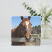 Einladungen zu Pferden im Sweet Quarter (Stehend Vorderseite)