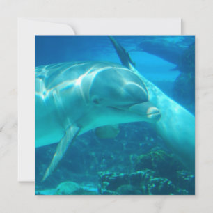 Einladungen zu verspielten Delphinen