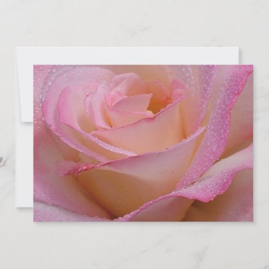 Einladungskarten Schöne Rosa Rose (Vorderseite)