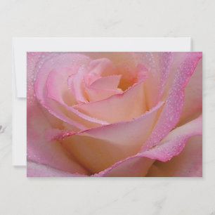 Einladungskarten Schöne Rosa Rose
