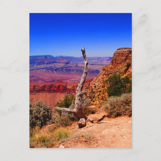 Einmaliger Baum am Grand Canyon in Arizona Postkarte (Vorderseite)