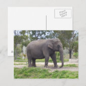 Einmaliger Elefant Postkarte (Vorne/Hinten)