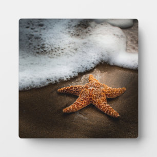 Einmaliger Starfish am Strand Fotoplatte