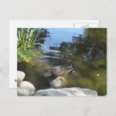 Einnahme eines Dip Racoon Postkarte (Vorne/Hinten)