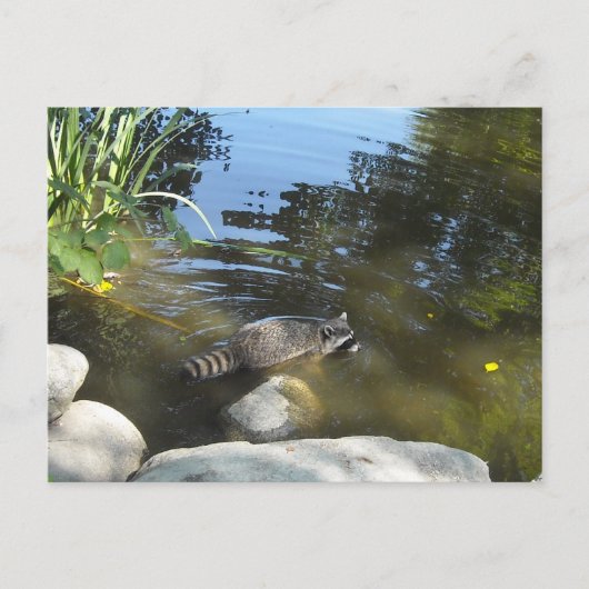 Einnahme eines Dip Racoon Postkarte (Vorderseite)