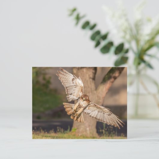 Einnahme von Aim Red-tails Hawk Postkarte (Stehend Vorderseite)