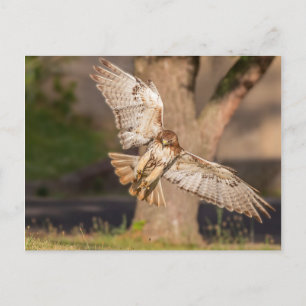 Einnahme von Aim Red-tails Hawk Postkarte