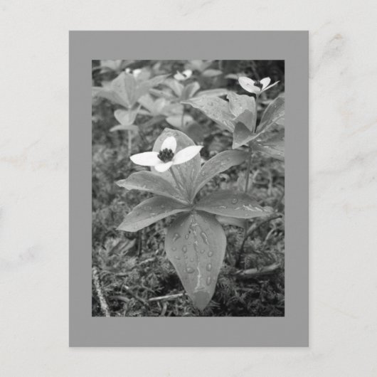 einsam postkarte (Vorderseite)