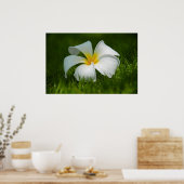einsame Blume Poster (Küche)