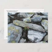 Einsame Blume Postkarte (Vorne/Hinten)