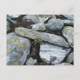 Einsame Blume Postkarte