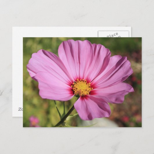 Einsame Blume Postkarte (Vorne/Hinten)