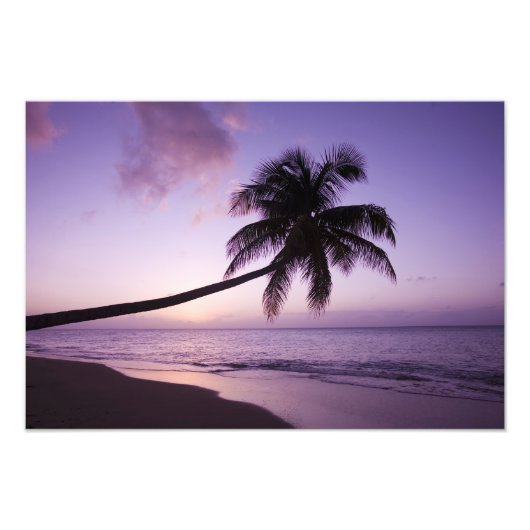 einsame Palme bei Sonnenuntergang, Coconut Grove B Fotodruck (Vorne)