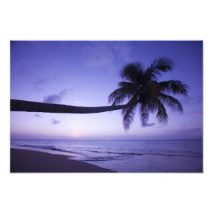 Einsame Palme bei Sonnenuntergang, Coconut Grove S Fotodruck