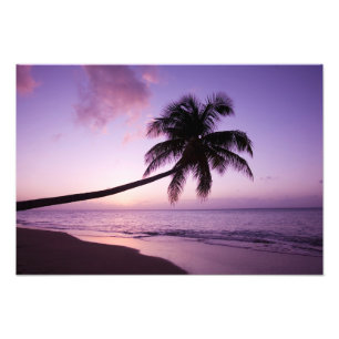 Einsame Palme bei Sonnenuntergang, Coconut Grove S Fotodruck