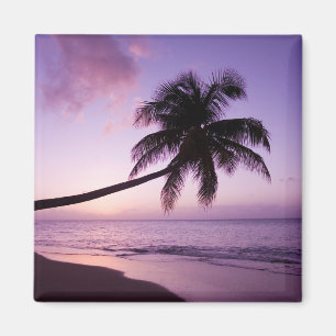 Einsame Palme bei Sonnenuntergang, Coconut Grove S Magnet