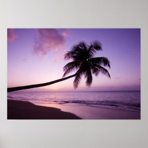 Einsame Palme bei Sonnenuntergang, Coconut Grove S Poster